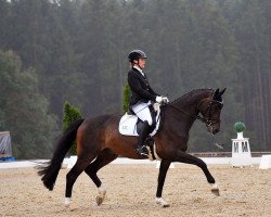 dressage horse Thore's Bester (Hanoverian, 2014, from Tomahawk)