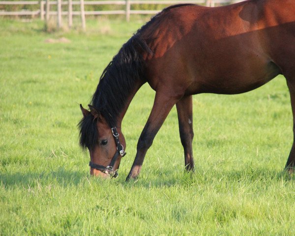 Cavallo Blessed by magico (Cavallo a sangue caldo belga, 2020, di Socrates Optimus)