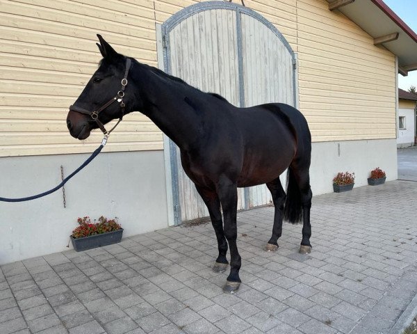 horse Fantasy Girl 4 (Württemberger, 2005, from French Kiss)
