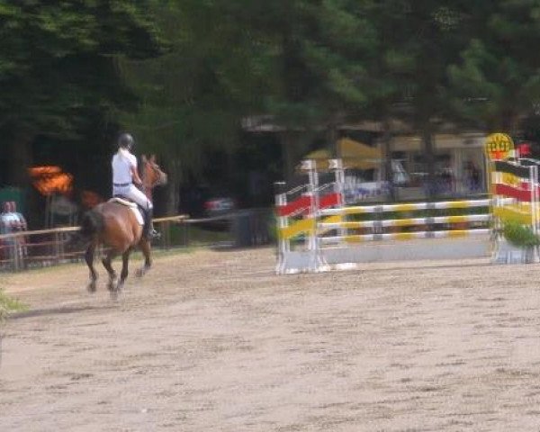 jumper Callino 8 (KWPN (Royal Dutch Sporthorse), 2007, from Carthino Z)