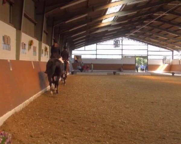 dressage horse So Cool (Westphalian, 2003, from Sir Bedo)