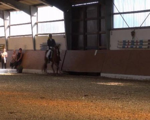 dressage horse Paquita (German Riding Pony, 1999, from Dosvidania)
