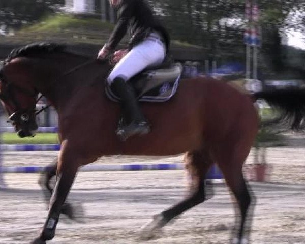 jumper Attention Please MWL (Holsteiner, 2002, from Acobat II)