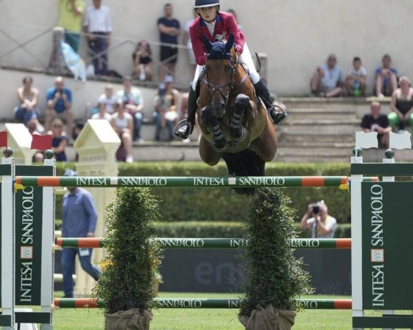 jumper Agana van het Gerendal Z (Zangersheide riding horse, 2011, from Aganix du Seigneur) jumper Agana van het Gerendal Z (Zangersheide riding horse, 2011, from Aganix du Seigneur)