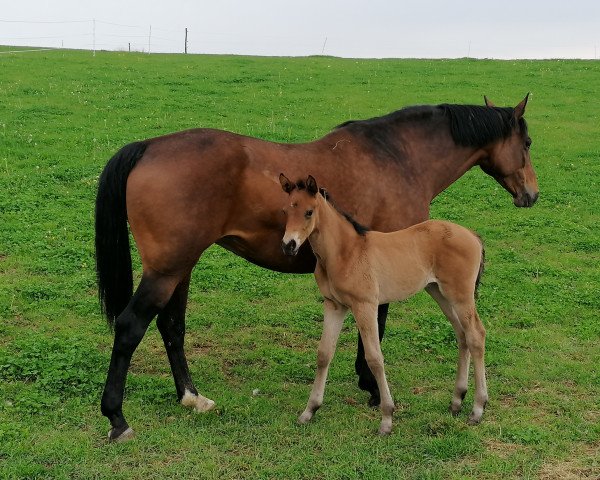 horse My Lady Lou (German Sport Horse, 2022, from Montgomery)