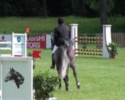 Springpferd Balou 718 (Oldenburger, 2007, von Balou du Rouet)