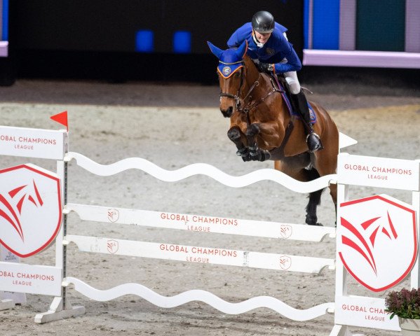 jumper Queensland E (Zangersheide riding horse, 2009, from Quickfire de Ferann)