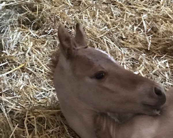 stallion Faxinus (Mecklenburg, 2022, from Shamu)