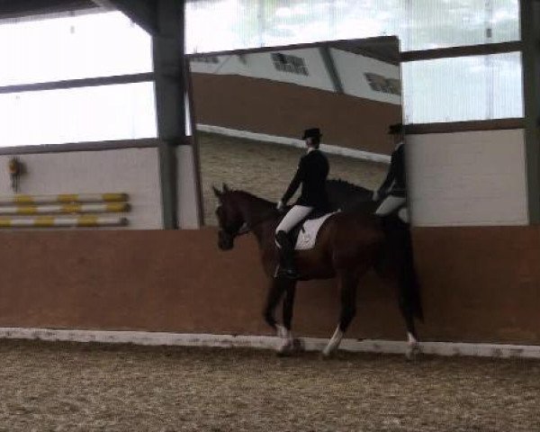 dressage horse Quintina 19 (Westphalian, 2005, from Quidam)