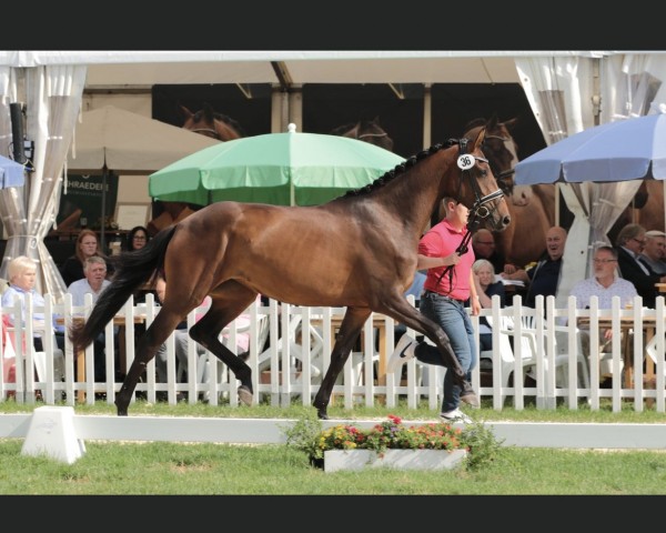 broodmare Zupergirl A (Westphalian, 2019, from Zoom)
