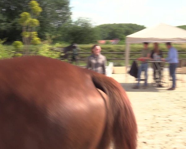 Stutenleistungsprüfung in Gescher 2022
