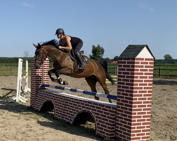 jumper Balou D'Amour S (Hanoverian, 2018, from Balou du Rouet)