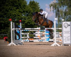 jumper Laukur (Holsteiner, 2008, from Lavaletto)
