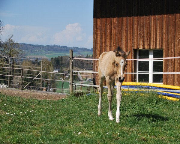 horse Champion's Ray of Hope (German Riding Pony, 2022, from FS Champion de Luxe)