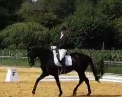 dressage horse Don Rosso 4 (Westphalian, 2016, from Destano)