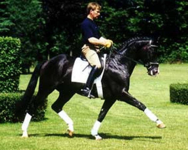 Deckhengst Tuareg (Trakehner, 1986, von Radom)