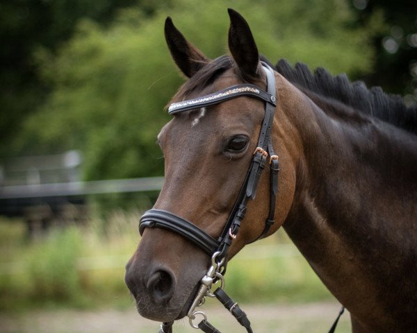 Pferd Halla (Englisches Vollblut, 2012, von Peppercorn xx)