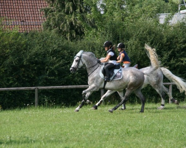 broodmare Bodethal's Ariell (German Riding Pony, 2005, from Notre d'Amour)