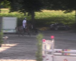 Springpferd Nilo de Olid (Pura Raza Espanola (PRE),  )