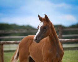 Pferd Clara G (Deutsches Reitpony, 2022, von DSP Cosmo Royale)