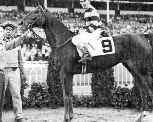 broodmare Rare Treat xx (Thoroughbred, 1952, from Stymie xx) broodmare Rare Treat xx (Thoroughbred, 1952, from Stymie xx)