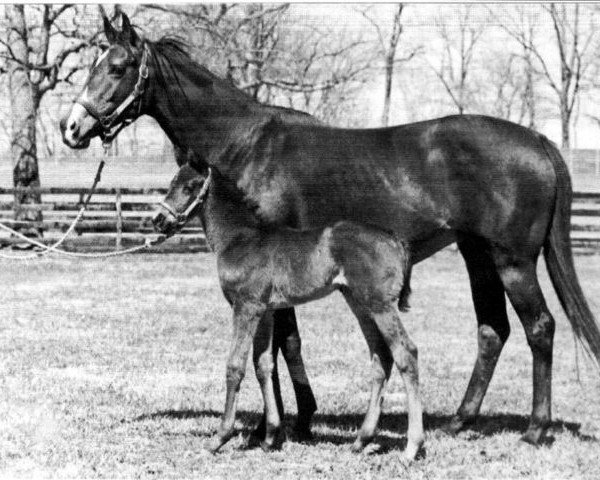 broodmare What a Treat xx (Thoroughbred, 1962, from Tudor Minstrel xx)