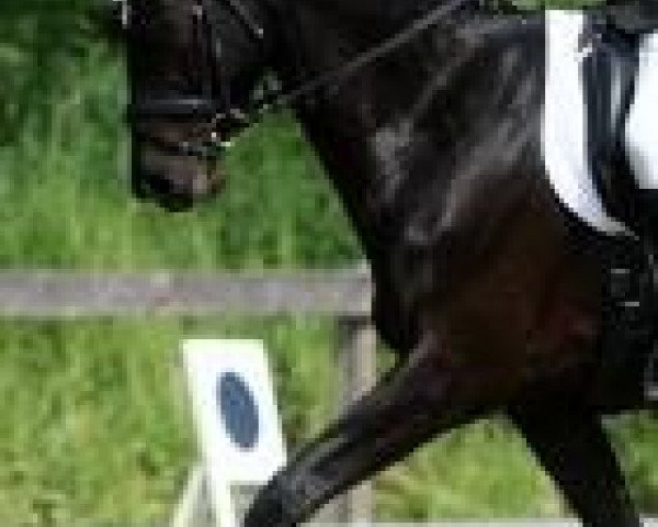 horse Insternacht (Trakehner, 2006, from Insterburg TSF)