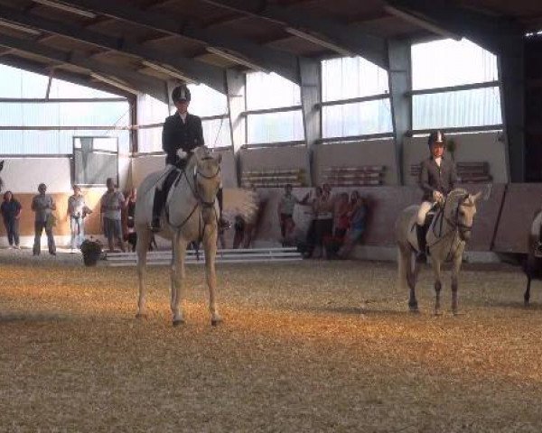 Zuchtstute Asterix (Haflinger, 2000, von Were-di van de Vrijthof) Zuchtstute Asterix (Haflinger, 2000, von Were-di van de Vrijthof)