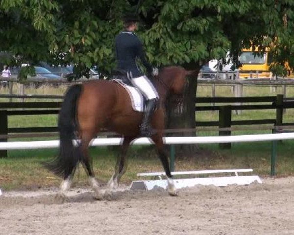 broodmare Flair (Westphalian, 1997, from Faveur)