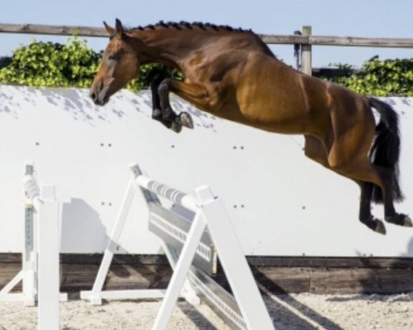 Zuchtstute Mardina TR (KWPN (Niederländisches Warmblut), 2017, von Eldorado van de Zeshoek)