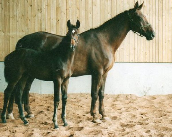 Dressage horse Heaven World (Württemberger, 2002, from Heraldik xx) - Heaven World mit seiner Mutter World Rose