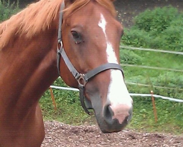 Pferd Jasmine Delque (Selle Français, 1997, von Verdi)