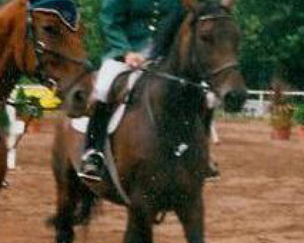 horse Piaxa (Westphalian, 1992, from Palast)