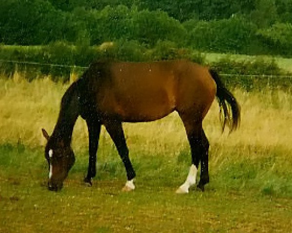 broodmare Aranschah (Zweibrücken, 1992, from Ampezzo)
