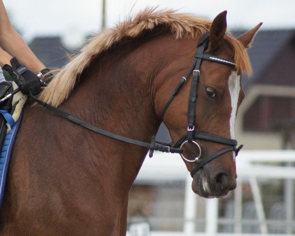 broodmare Mama Mia (German Riding Pony, 2007, from Marsvogel xx)