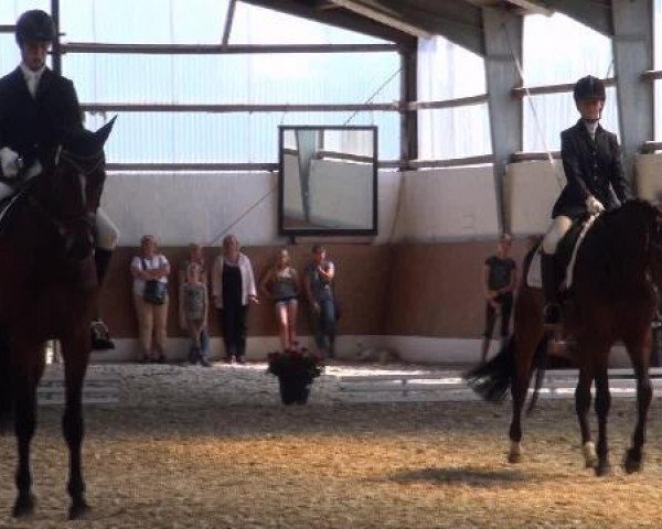 dressage horse Landini af Sulsted (Danish Warmblood, 2005, from Loudini)