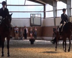 dressage horse Landini af Sulsted (Danish Warmblood, 2005, from Loudini)
