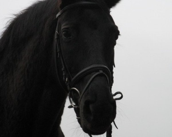 broodmare Pergola (Westphalian, 1991, from Parademarsch I)