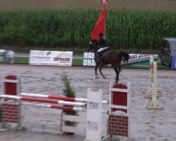 jumper Oliquanto (Polish Warmblood, 2006, from Qulester)