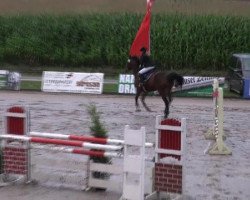 jumper Oliquanto (Polish Warmblood, 2006, from Qulester)