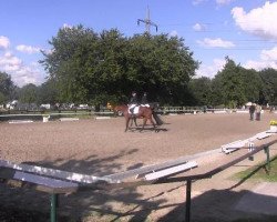 dressage horse Con Tico 3 (Westphalian, 2008, from Cornado NRW)