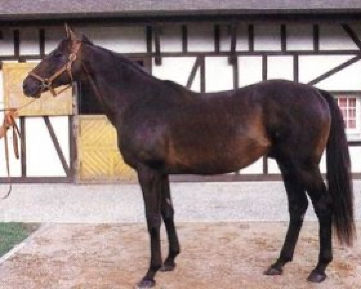 Deckhengst Bikala xx (Englisches Vollblut, 1978, von Kalamoun xx)