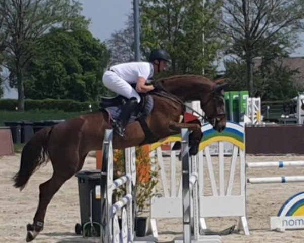 jumper Chamandra Zhd (Hanoverian, 2016, from Chacoon Blue)