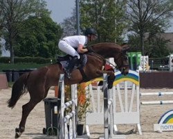 jumper Chamandra Zhd (Hanoverian, 2016, from Chacoon Blue)