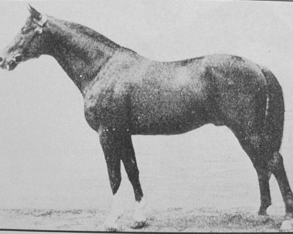 stallion Eichendorf (Trakehner, 1925, from Dampfross) stallion Eichendorf (Trakehner, 1925, from Dampfross)
