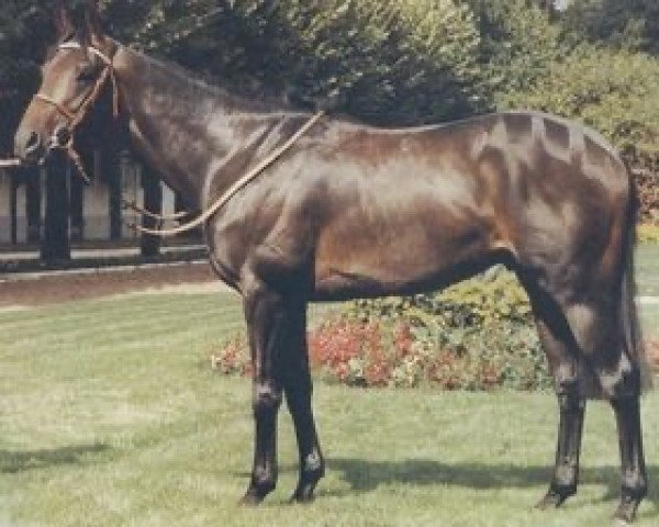stallion No Pass No Sale xx (Thoroughbred, 1982, from Northfields xx) stallion No Pass No Sale xx (Thoroughbred, 1982, from Northfields xx)