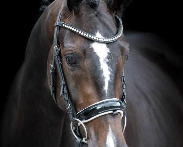 dressage horse Crystal Hit Pjf (Oldenburg, 2018, from Diamond Hit) dressage horse Crystal Hit Pjf (Oldenburg, 2018, from Diamond Hit)