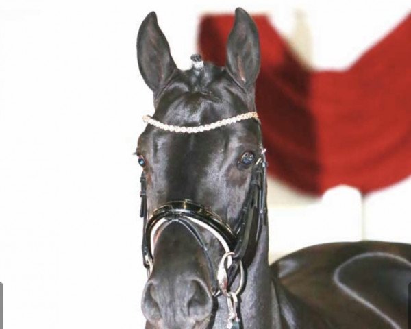 stallion Delicado 8 (German Sport Horse, 2018, from Destano)