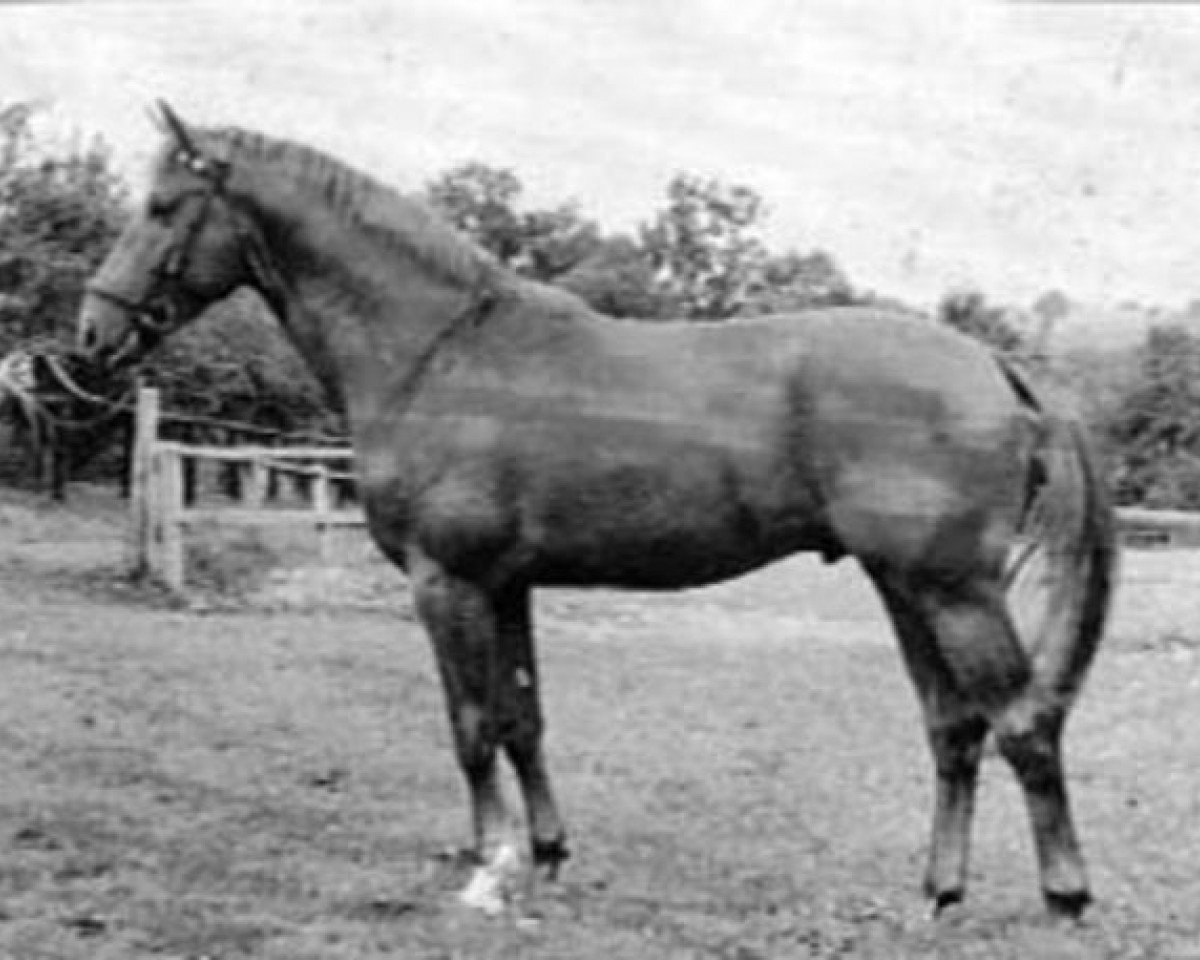 stallion Ilmengrund (Trakehner, 1958, from Humboldt)