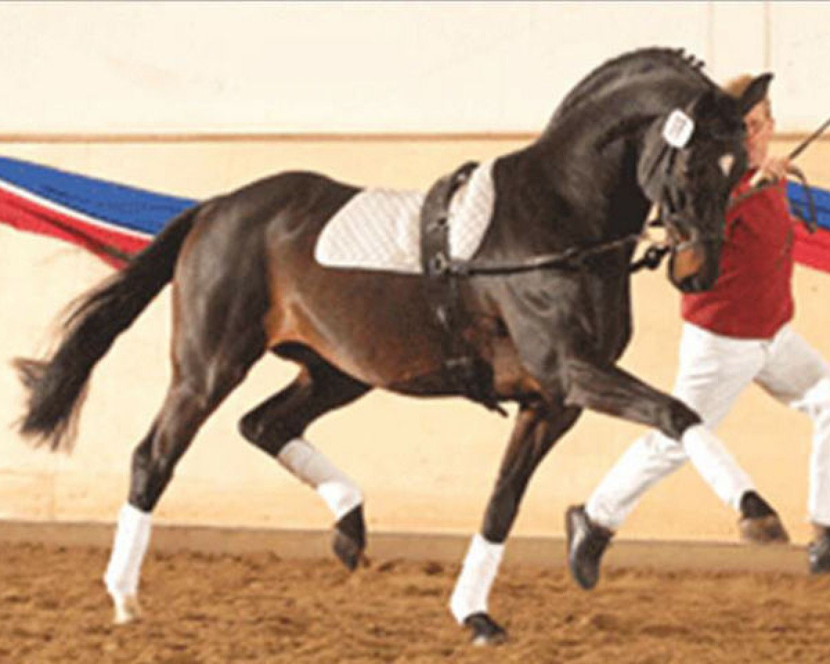 Deckhengst Lucky Champ (Holsteiner, 1992, von Lucky Lionell)